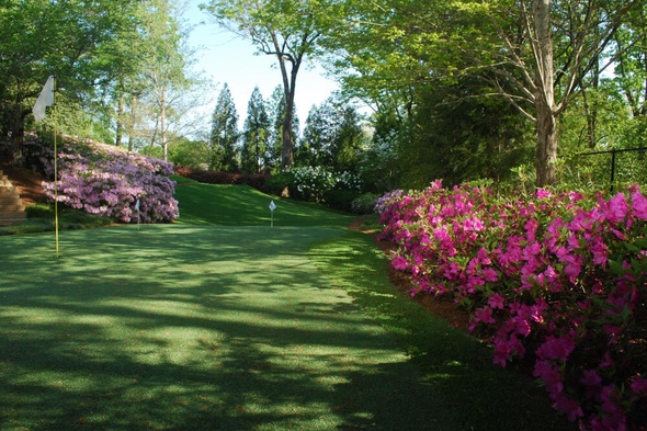 Las Vegas backyard putting green grass with flags and pink flowers